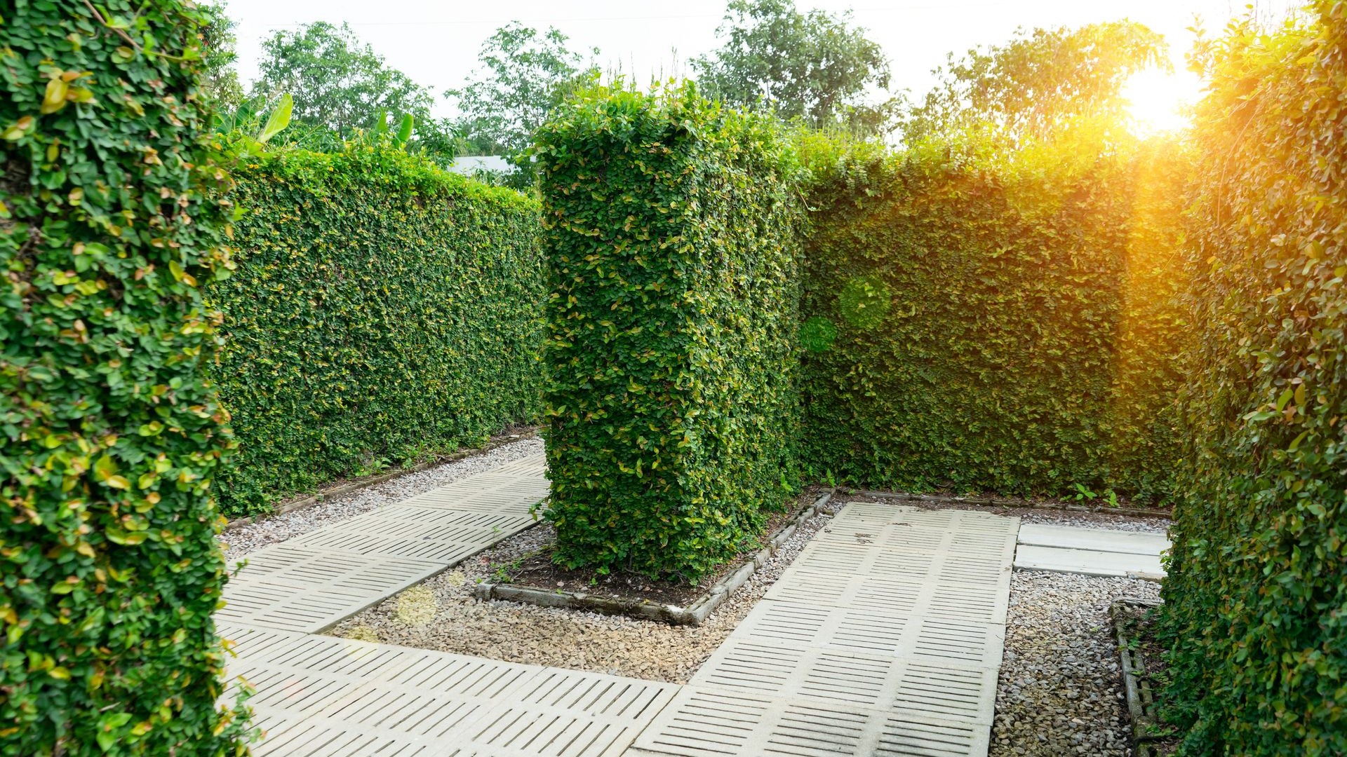 Picture from inside the maze with vegetation walls around the pathway at sunset