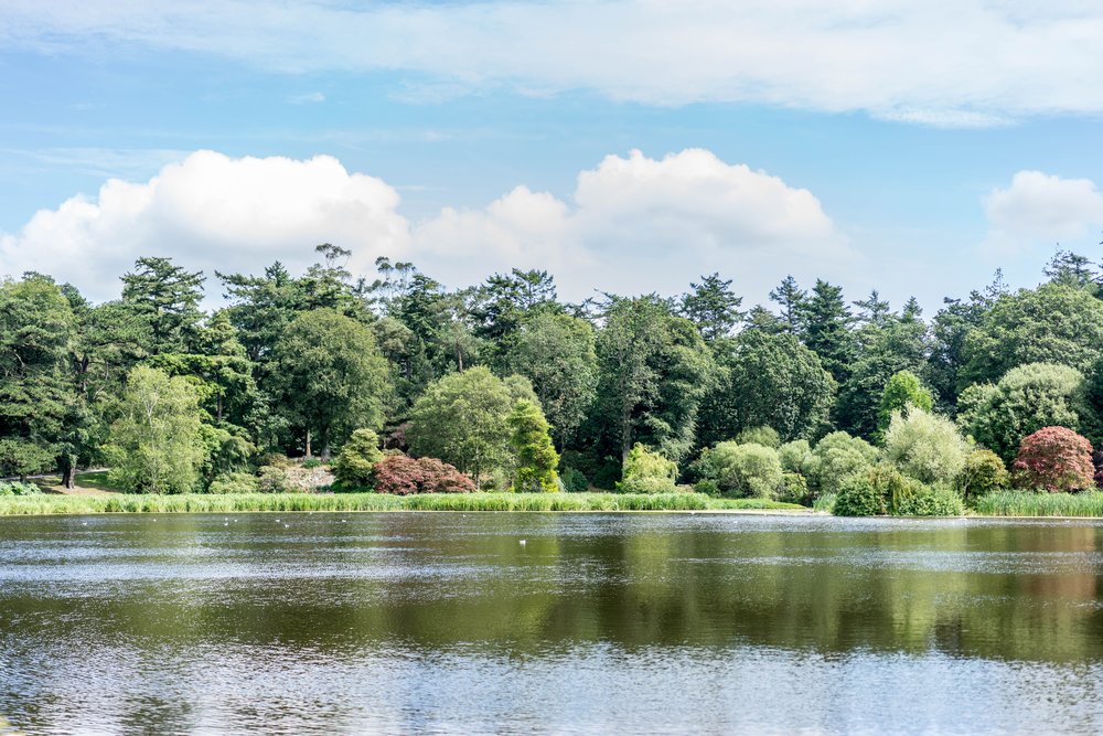 Image of a lake in the foreground and its shore in the background with trees along it