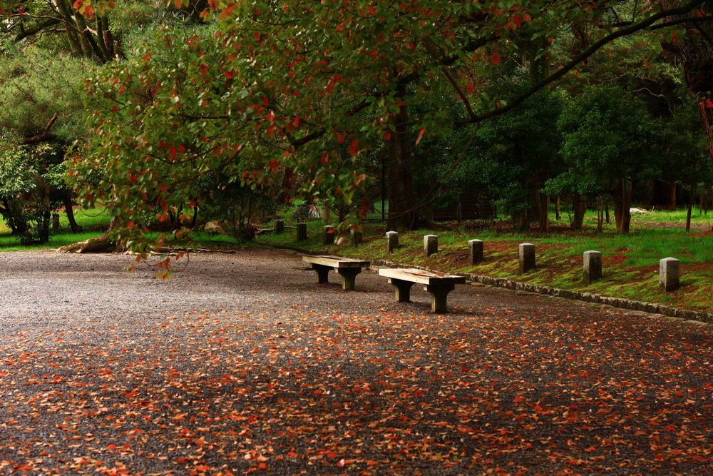 Picture of the park in the autum with leafs fallen from the trees on the ground and benches on the side