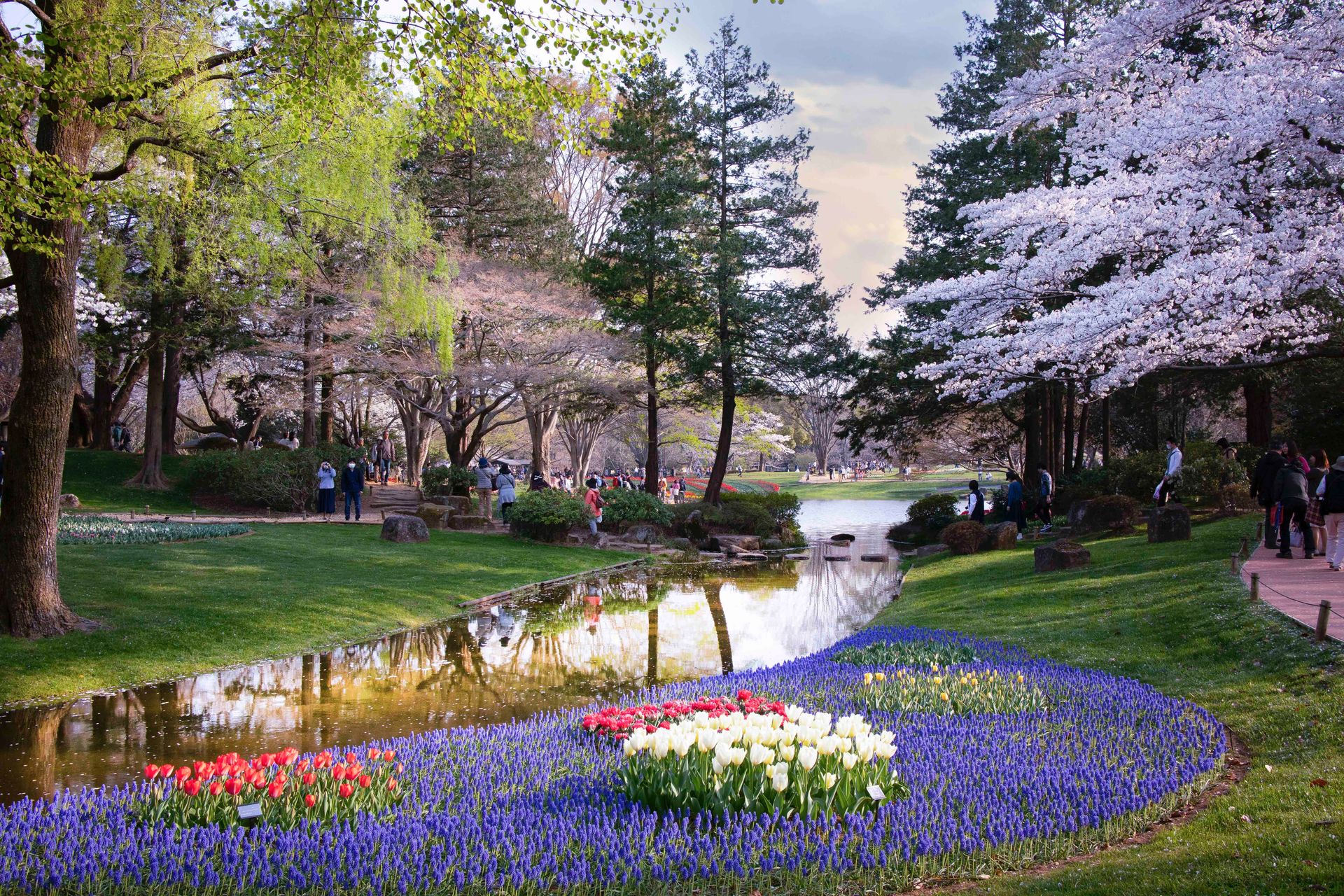 Picture with a river in the middle and spring flowers on the side and trees with flowers on the background